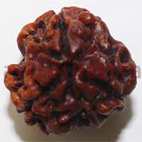 3 mukhi 24972 16.5mm